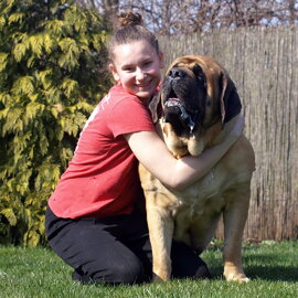 MASTIFF